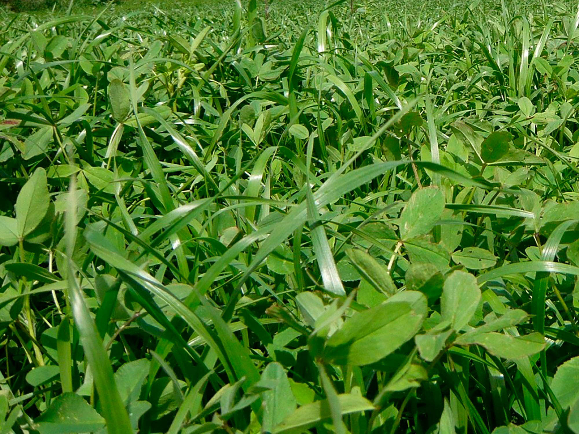 nuovazelanda2000x1500.jpg